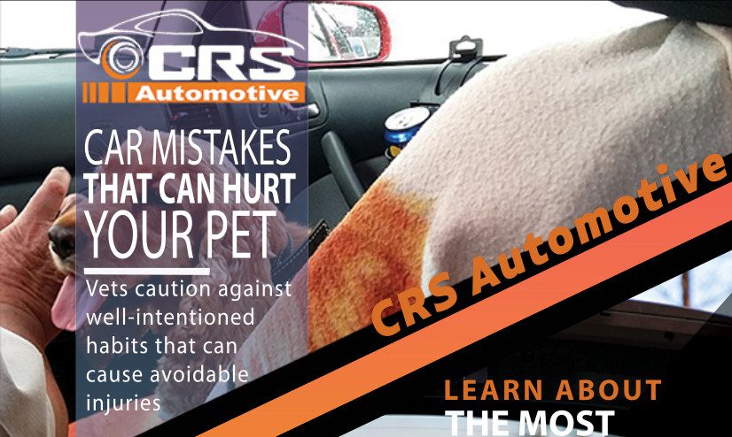 Car mistakes that can hurt your pet header