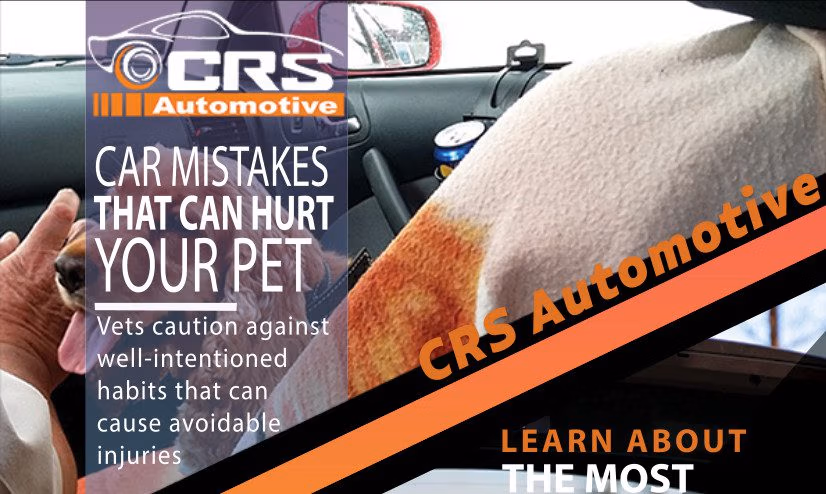 Pet inside a car near a repair shop — safety tips for drivers in Hamilton
