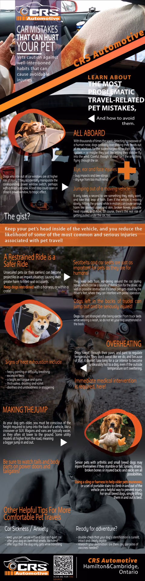 Pet in a car near a service center, caution about common car mistakes that can harm pets